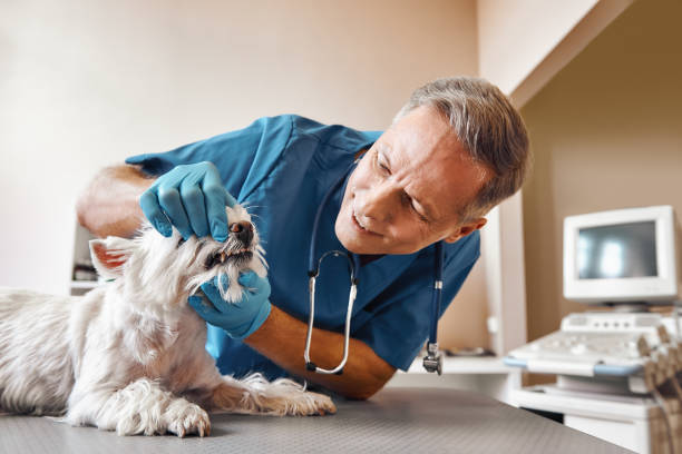 Urgent Tooth Repair in WV